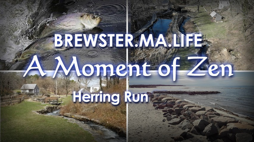 Paine's Creek Herring Run Mating Dance - Brewster.MA.Life